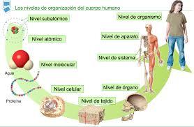 Niveles de Organizacion de la materia