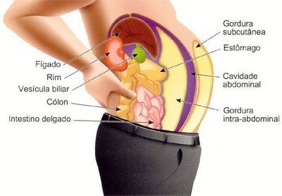 Célula típica do tecido adiposo?