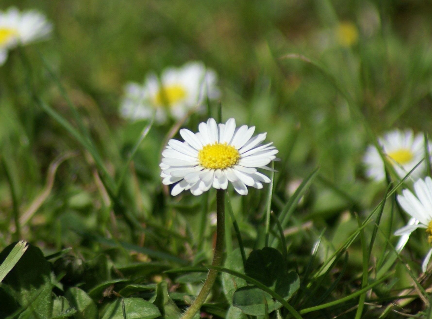 Bellis perennis Asteraceae Gänseblümchen Korbblütler
