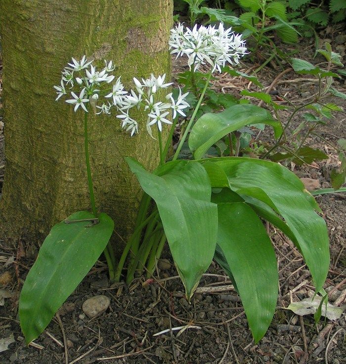 Allium ursinum Alliaceae Bärlauch Lauchgewächse