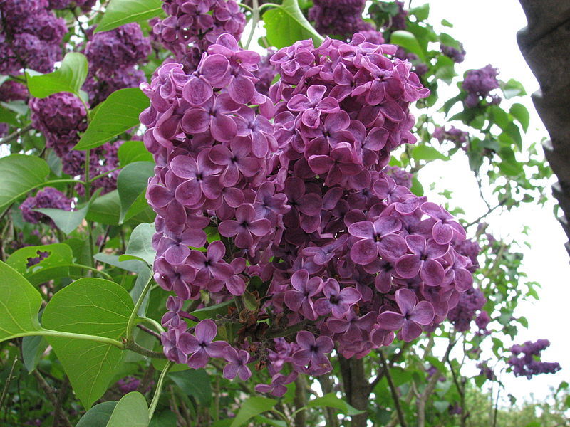 Syringa vulgaris Oleaceae Flieder Ölbaumgewächse