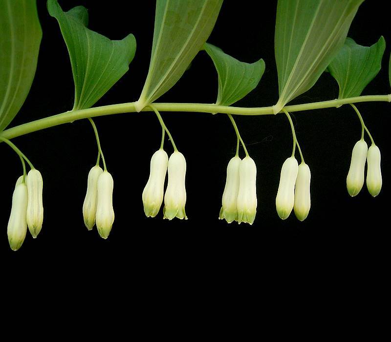Polygonalem multiflorum Ruscaceae Vielblütige Weißwurz Mäusedorngewächse