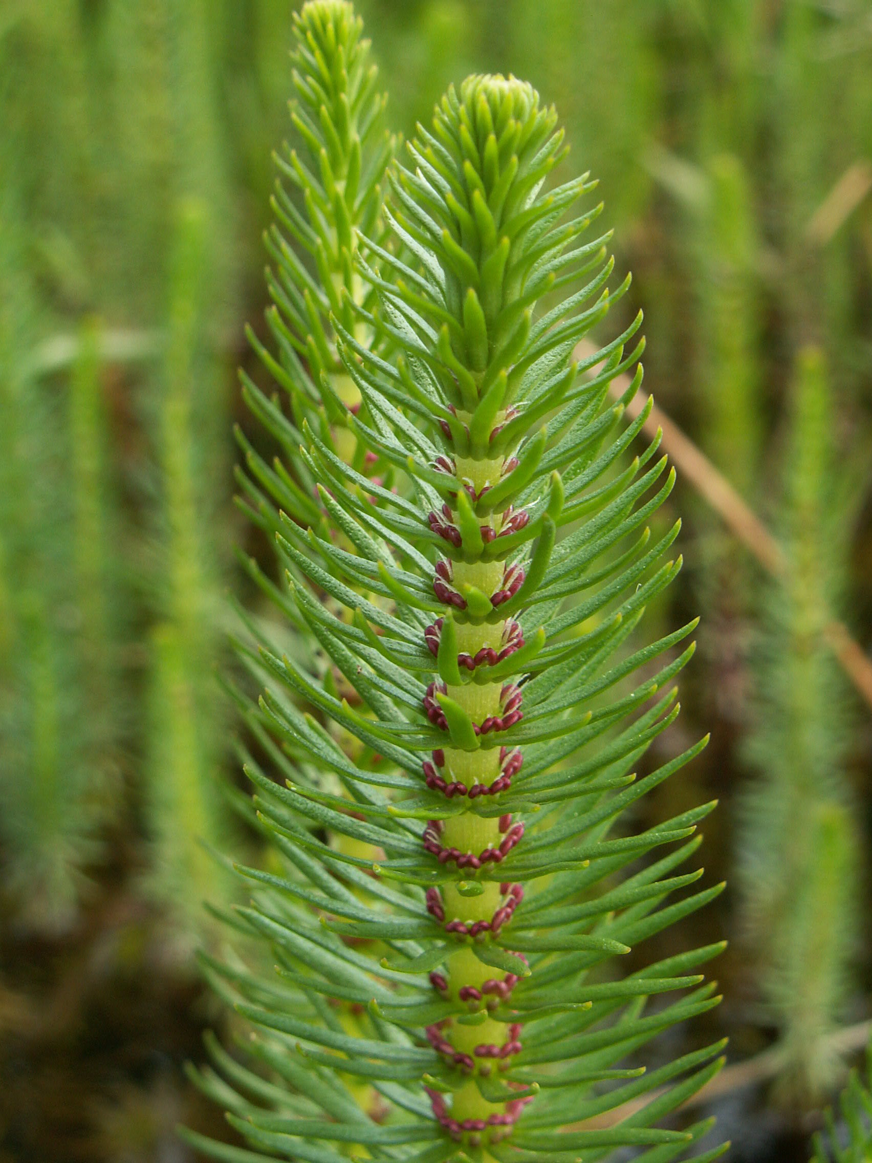 Hippuris vulgaris Plantaginaceae Tannenwedel Wegerichgewächse