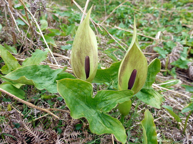 Arum maculatum Araceae Gefleckter Aronstab Aronstabgewächse
