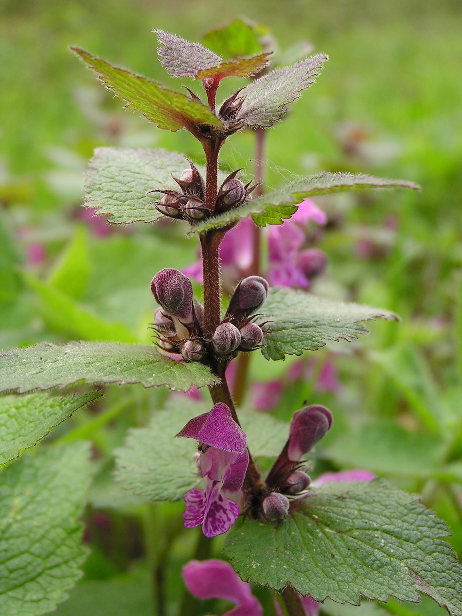 Lamium maculatum Lamiaceae Gefleckte Taubnessel Lippenblütengewächse