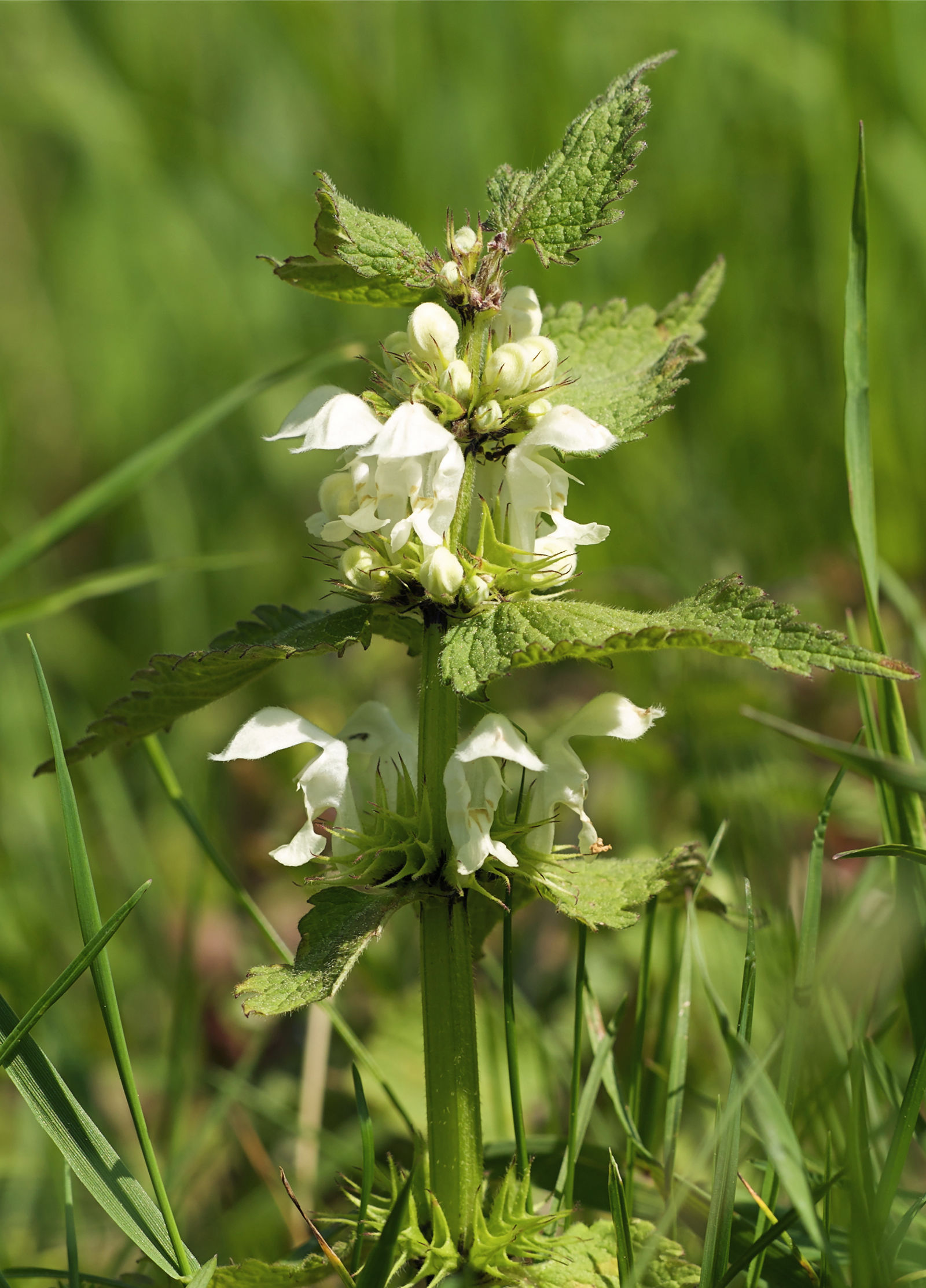 Lamium album Lamiaceae Weiße Taubnessel Lippenblütengewächse