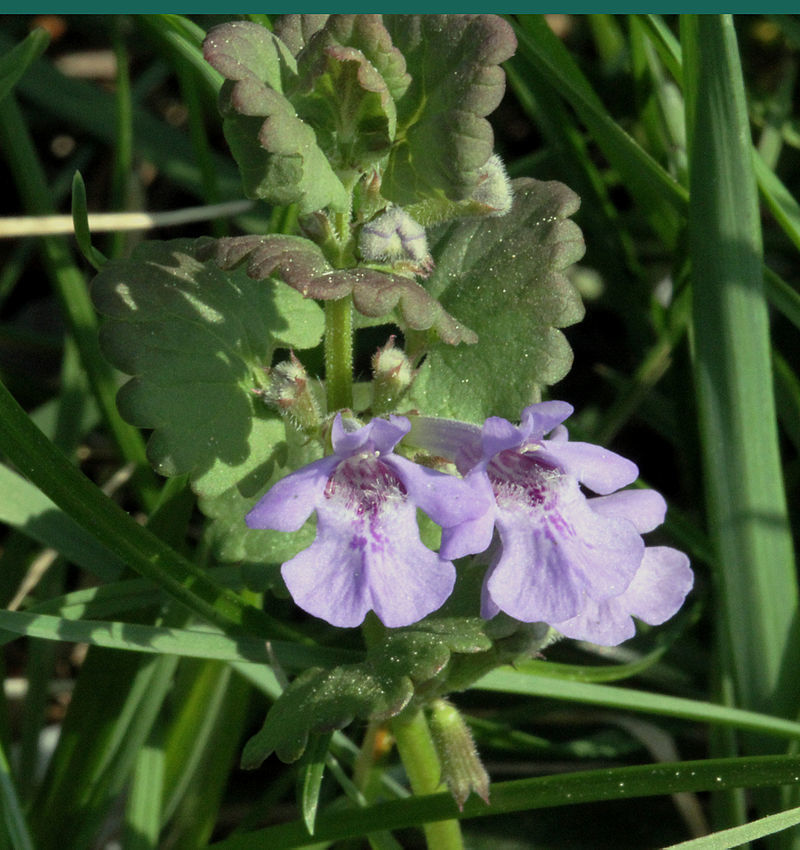Glechoma hederacea Lamiaceae Gundermann Lippenblütengewächse