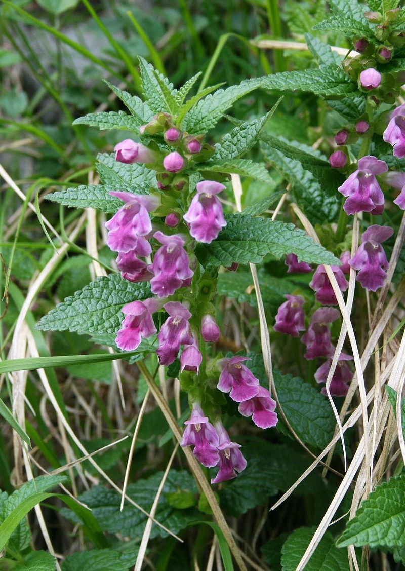 Melittis melissophyllum Lamiaceae Immenblatt Lippenblütengewächse