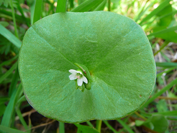 Claytonia perfoliata Montiaceae Tellerkraut Quellkrautgewächse