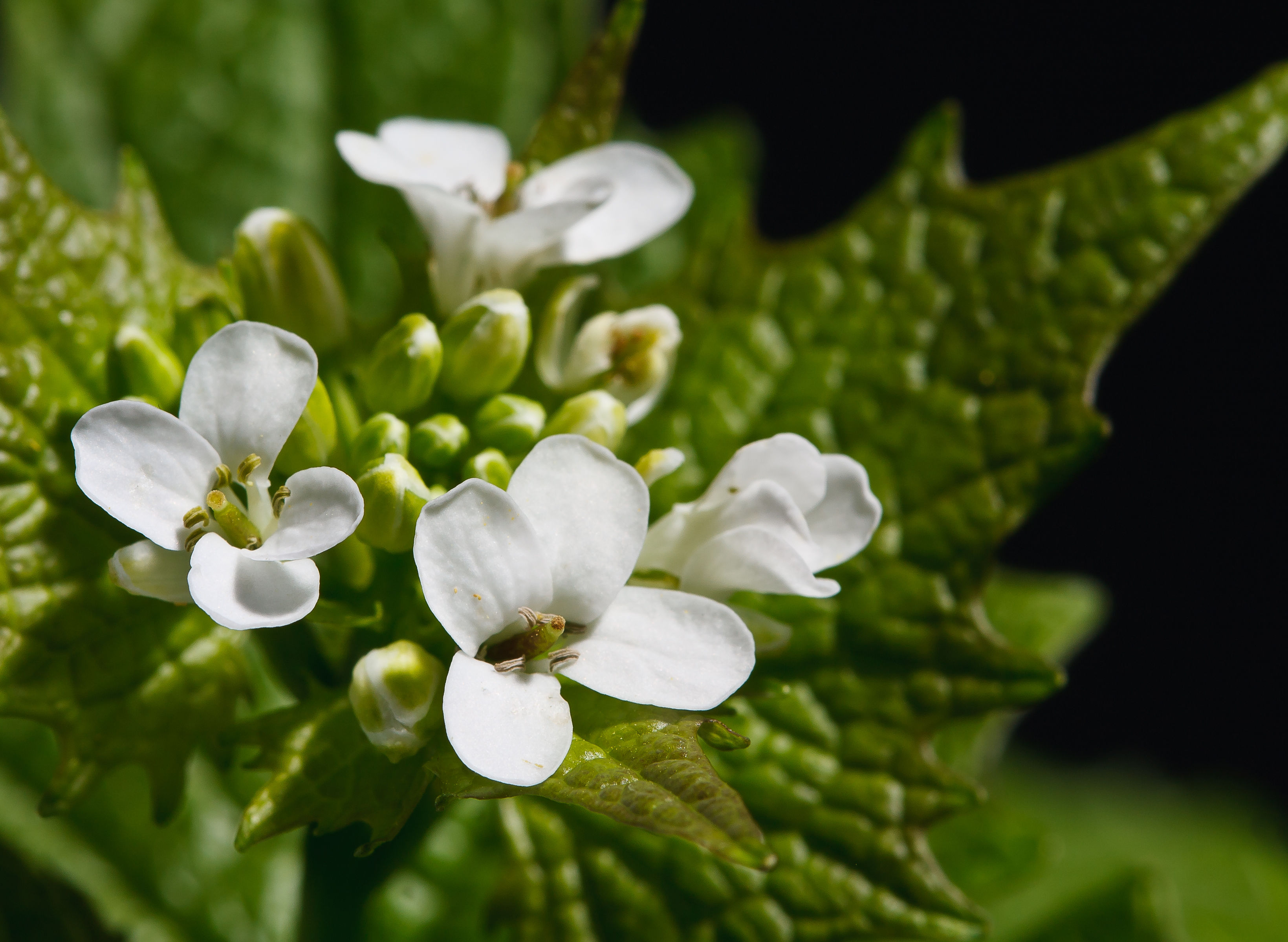 Alliaria petiolata Brassicaceae Knoblauchsrauke Kreuzblütengewächse