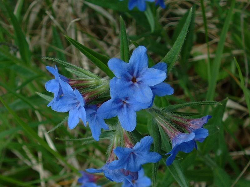 Buglossoides purpurocaerulea Boraginaceae Blauroter Steinsame Boretschgewächse