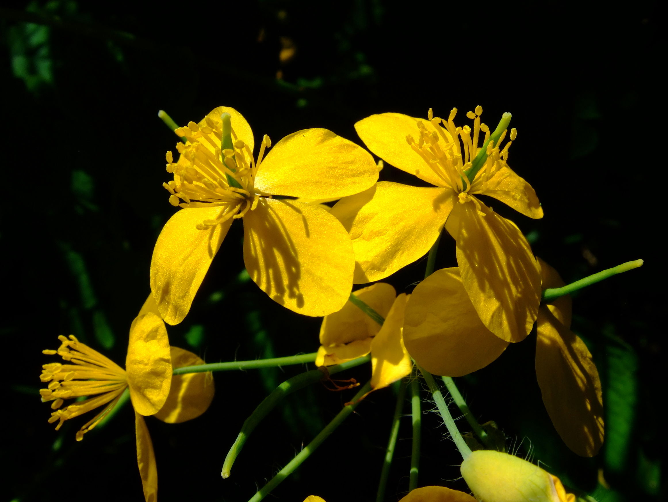 Chelidonium majus Papaveraceae Schöllkraut Mohngewächse