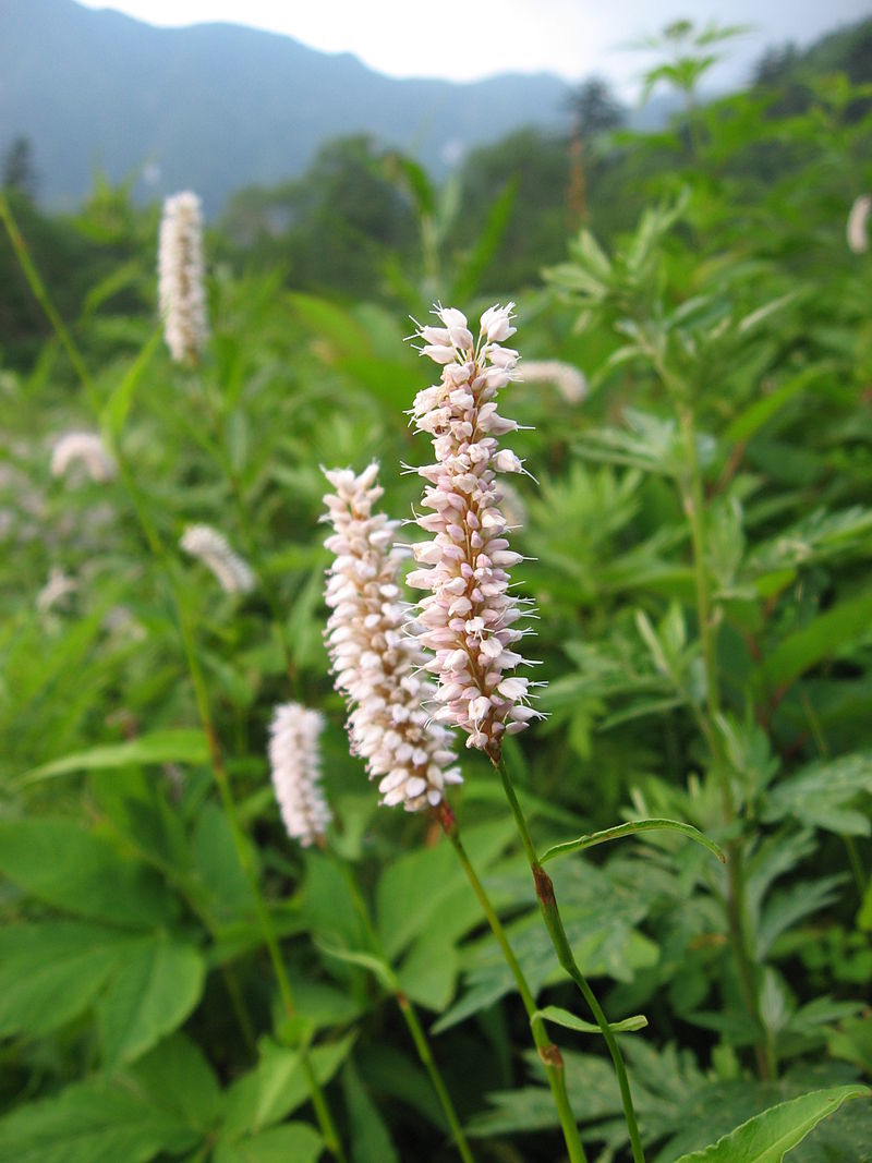 Bistorta officinalis Polygonaceae Schlangen-Knöterich Knöterichgewächse