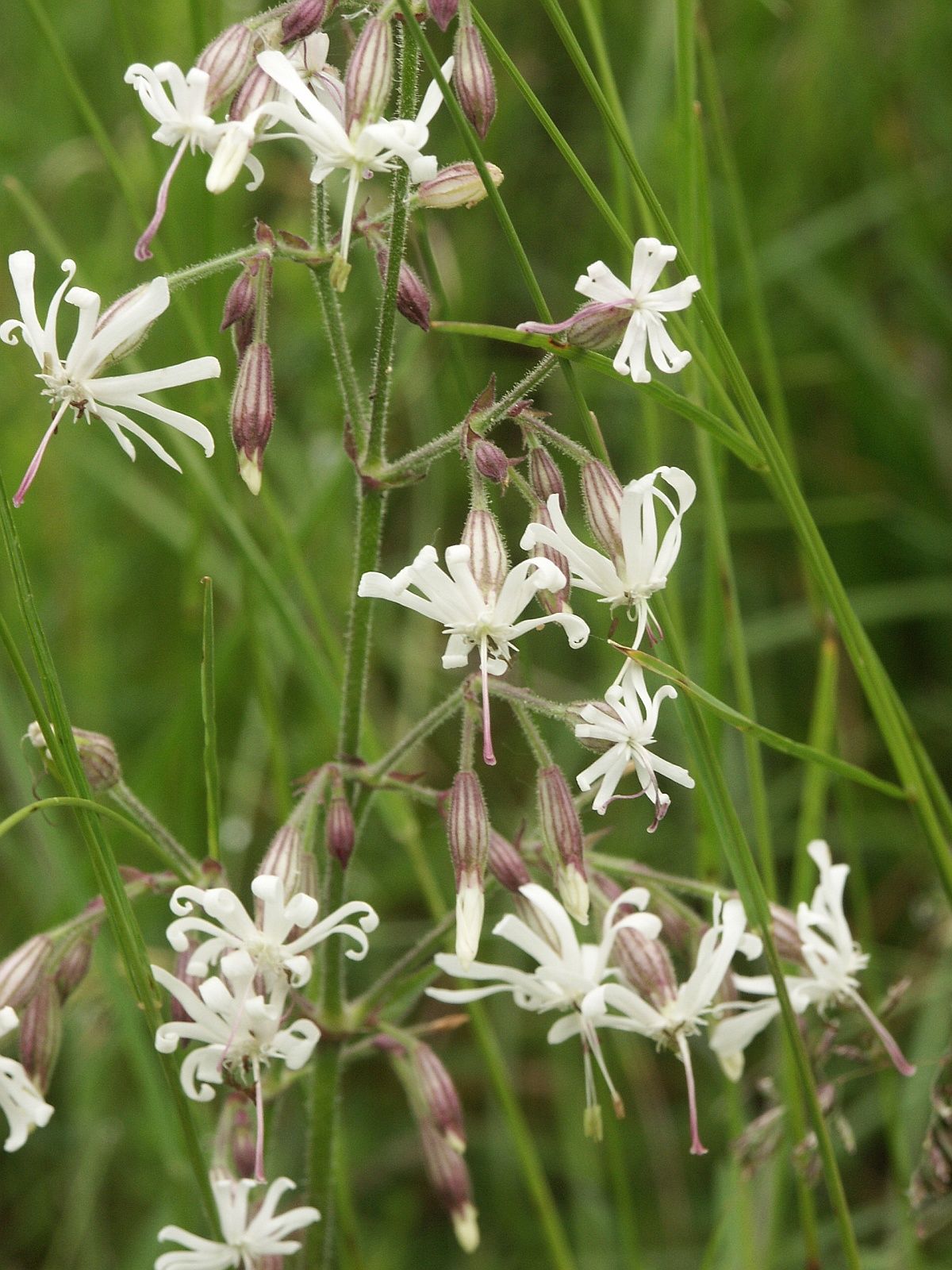 Silene nutans Caryophyllaceae Nickende Lichtnelke Nelkengewächse