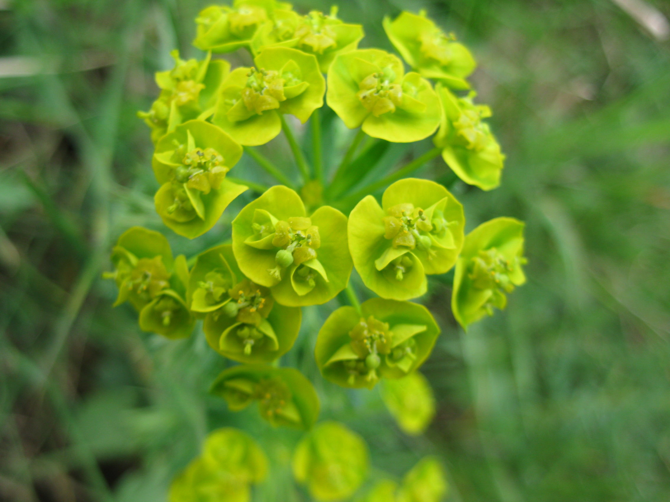Euphorbia cypariassias Euphorbiaceae Zypressen-Wolfsmilch Wolfsmilchgewächse