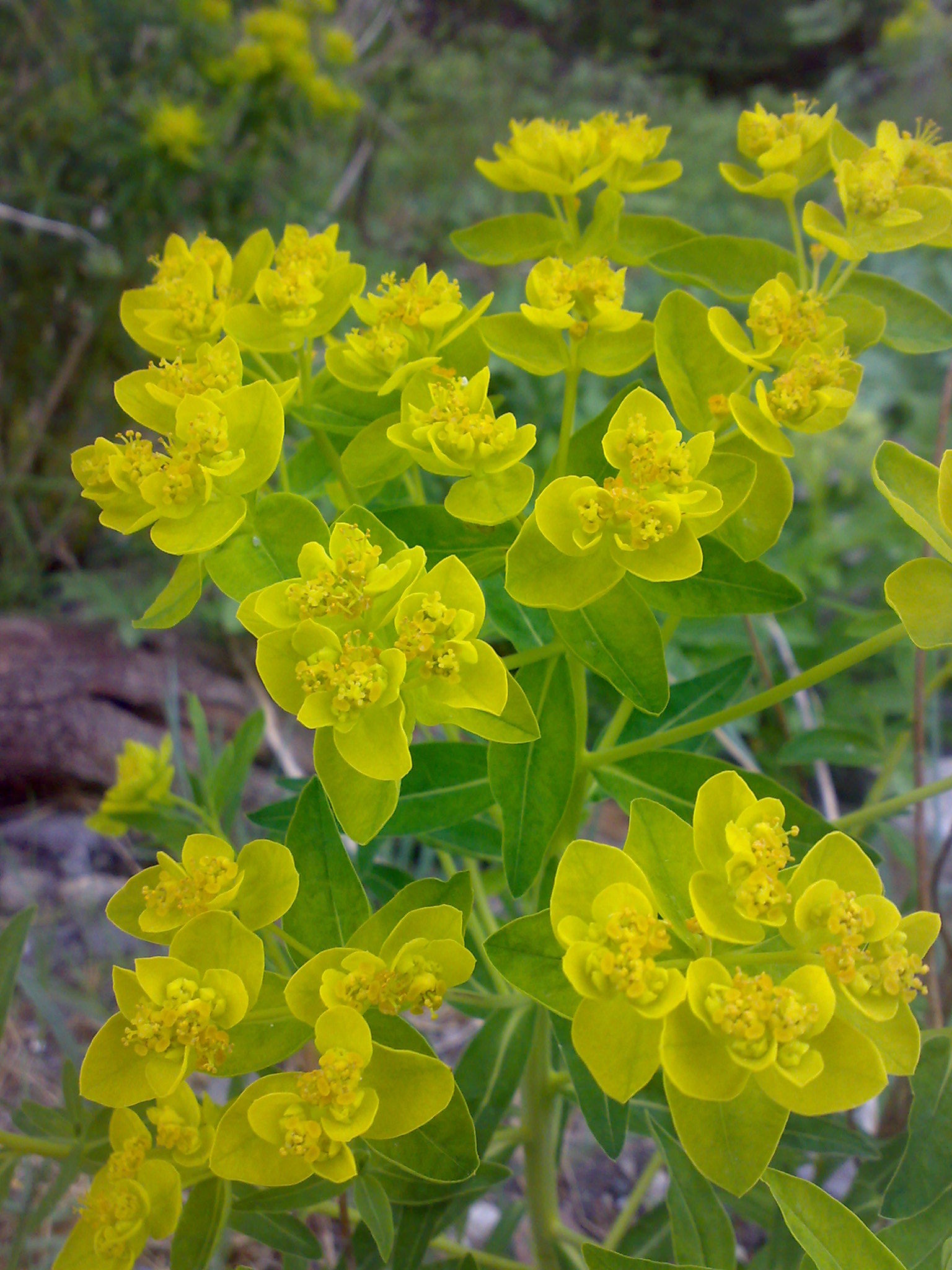 Euphorbia palustris Euphorbiaceae Sumpf-Wolfsmilch Wolfsmilchgewächse