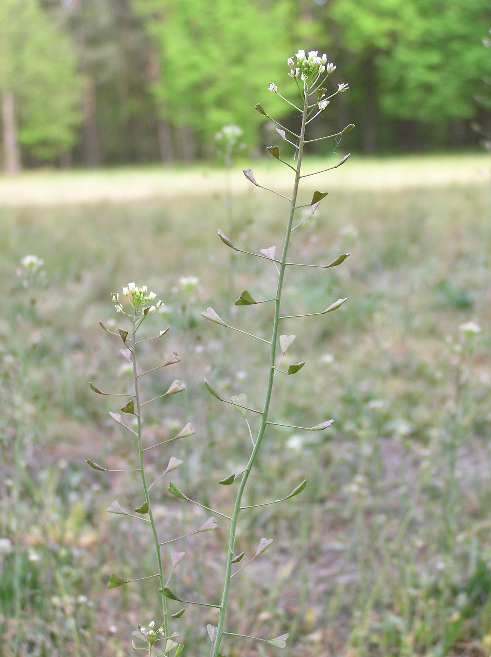 Capella bursa-pastoris Brassicaceae Gewöhnliche Hirtentäschel Kreuzblütengewächse