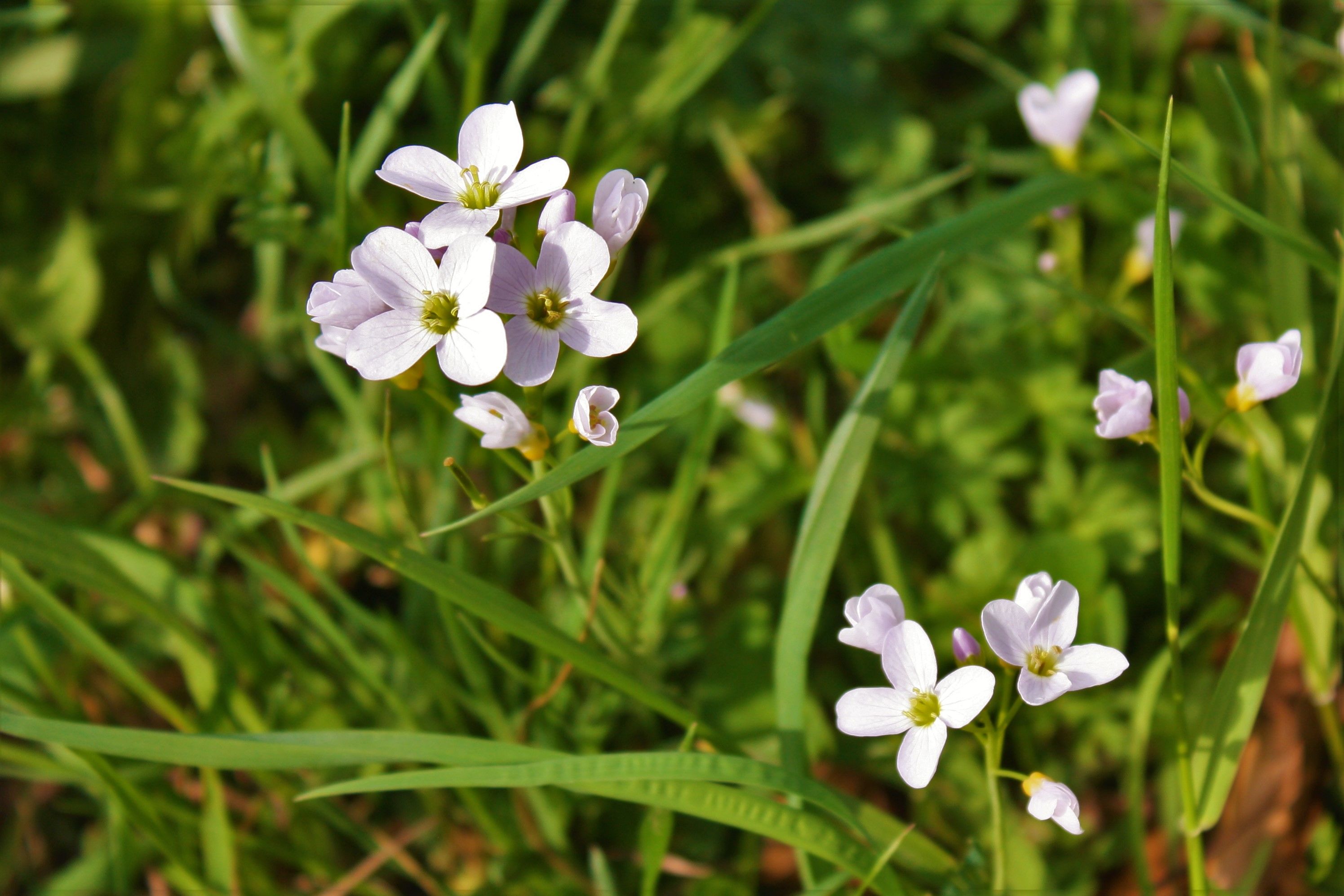 Cardamine pratensis Brassicaceae Wiesen-Schaumkraut Kreuzblütler