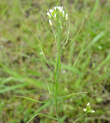 Arabidopsis thaliana Brassicaceaea Acker-Schmalwand Kreuzblütler