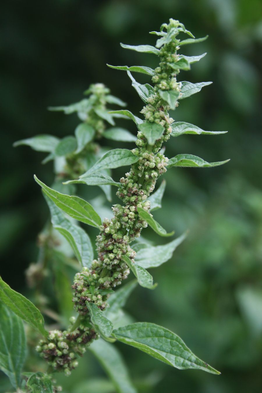 Parietaria officinali Utricaceae Aufrechtes Glaskraut Brennesselgewächse