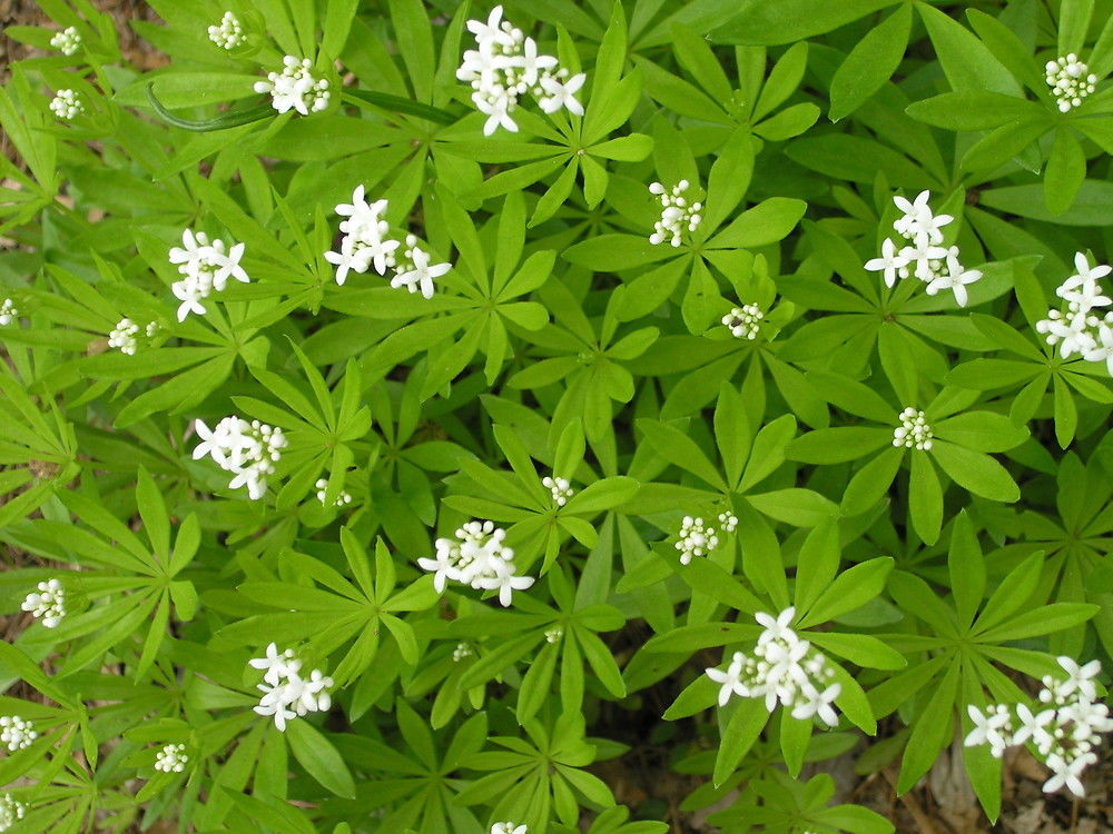 Galium odoratum Rubiaceae Waldmeister Rötegewöchse