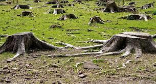 Tala de bosques: