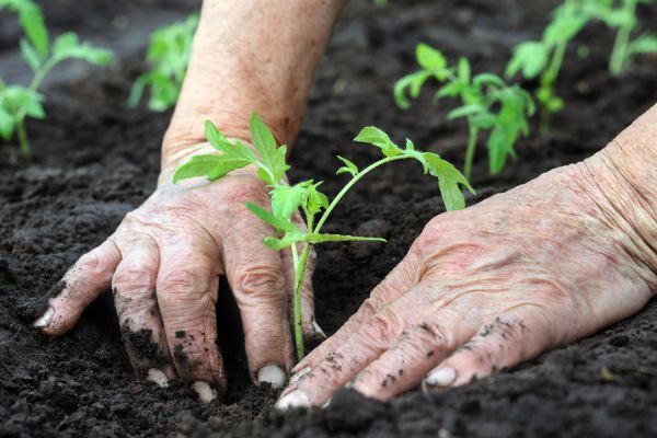 plant/plantar