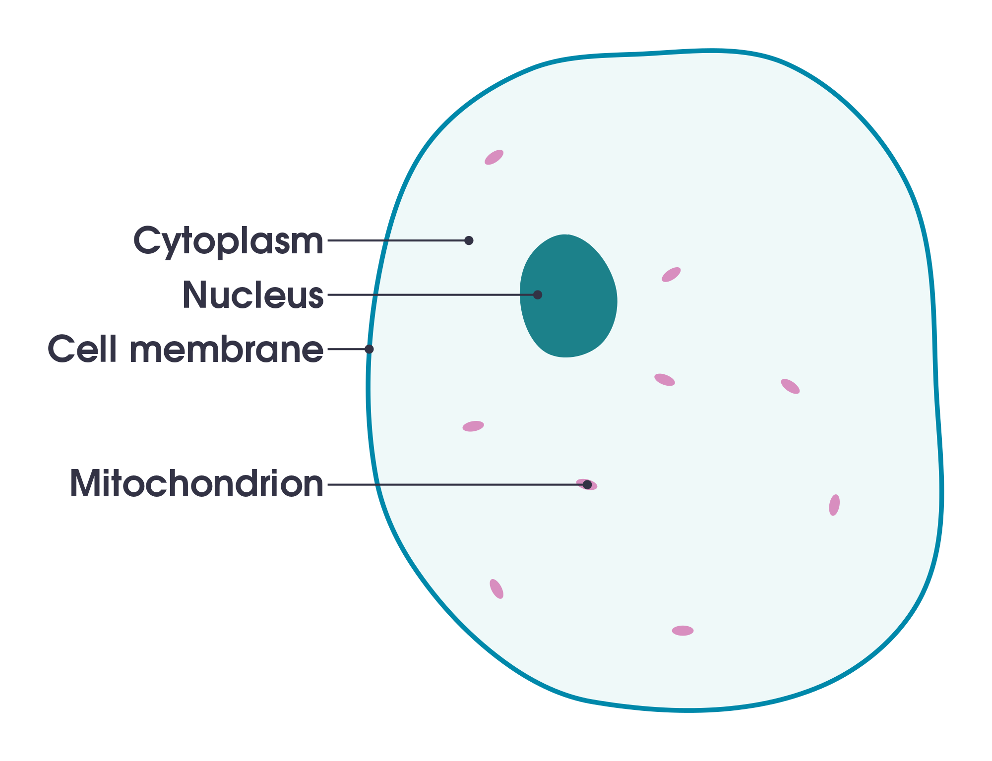 Animal cell