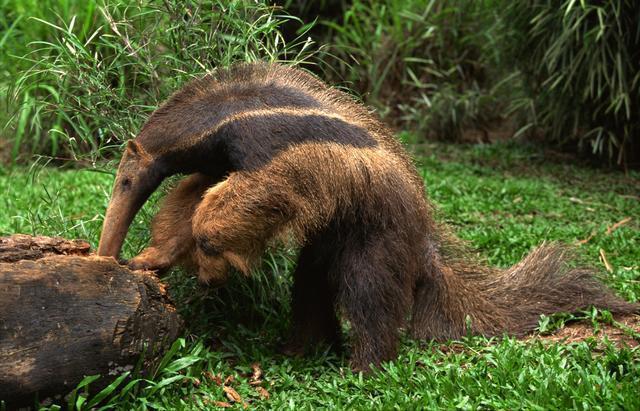 ZONAS DE VIDA EN COSTA RICA Según la clasificación de L.R. Holdridge