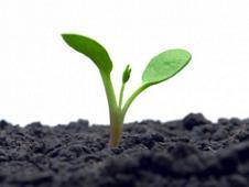 grew - grow