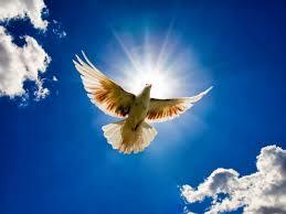 fly volar
