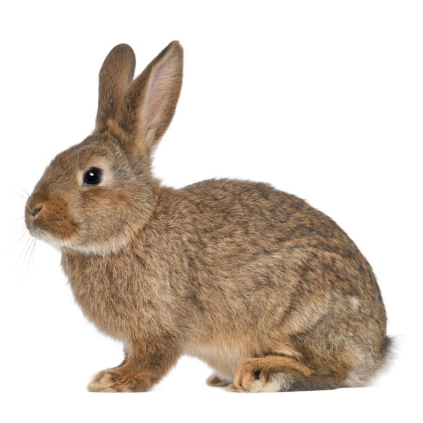el conejo