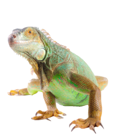 la iguana
