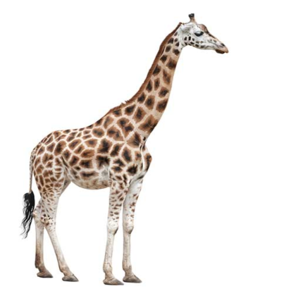 la jirafa