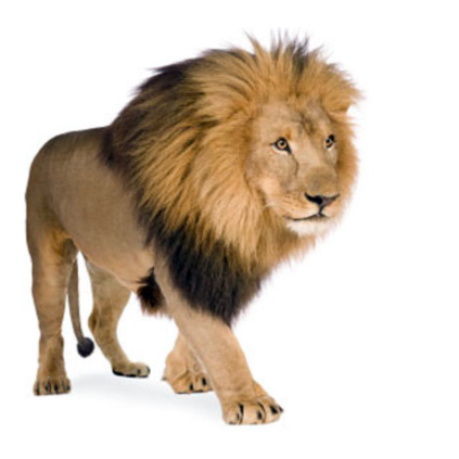 el león