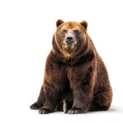 el oso