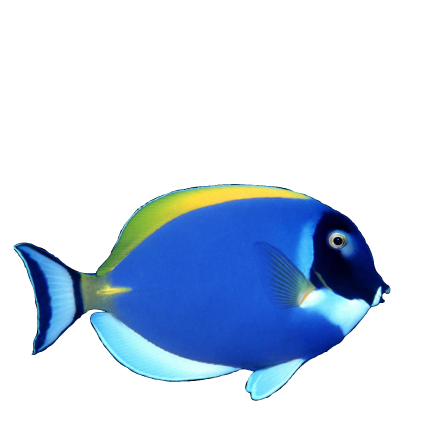 el pez