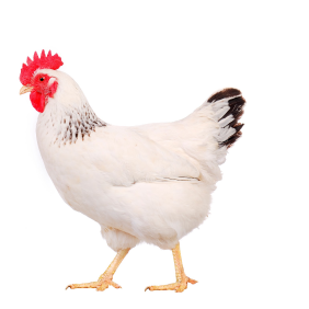 el pollo