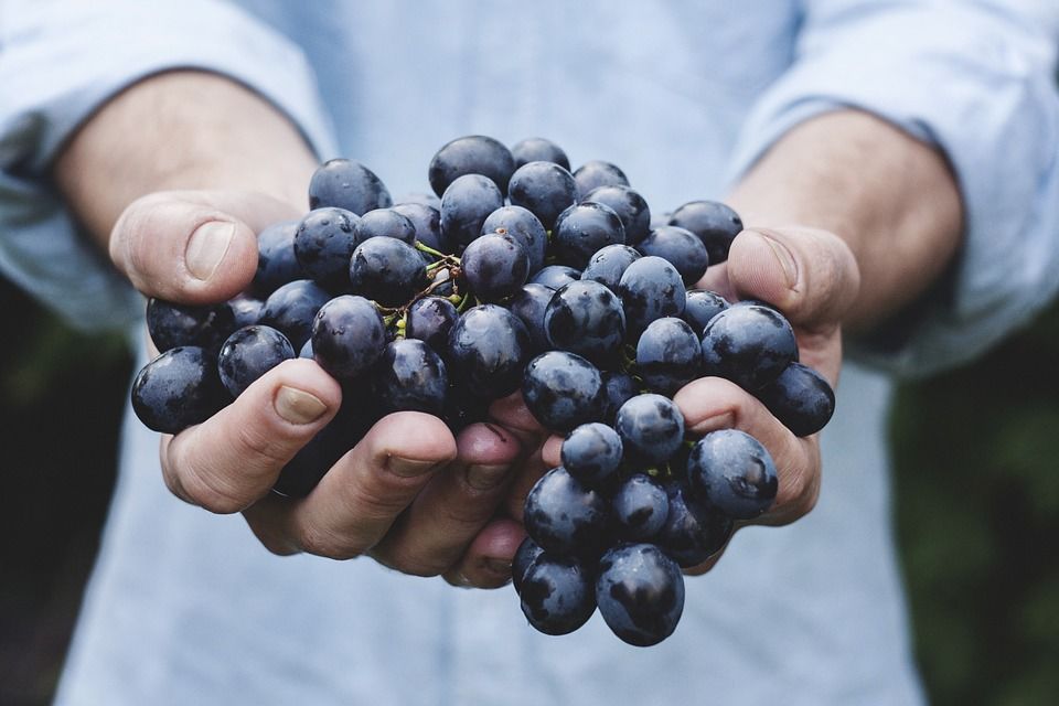 Moving to Organic Produce