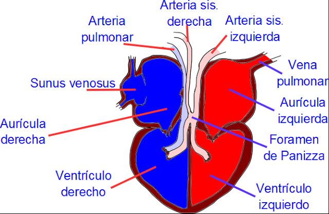 Nombre la mayor cantidad de estructuras del corazón ?