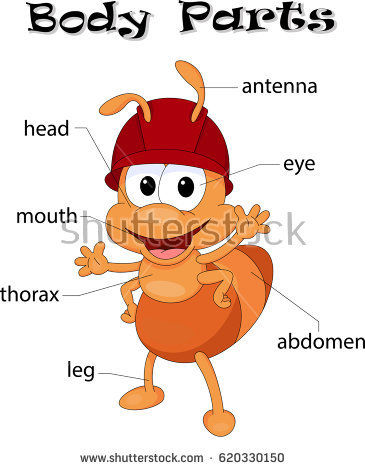 The human body