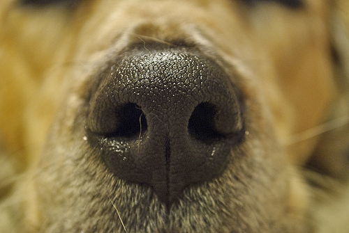 MY NOSE -8- My nose is long, but beautiful. My mother has nose white color. We need the nose for take air, and we have the nose over on t...