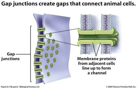 Animal tissues