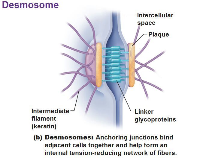 desmosomes