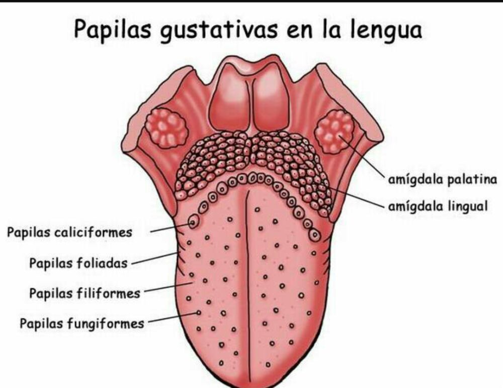 Tubo digestivo