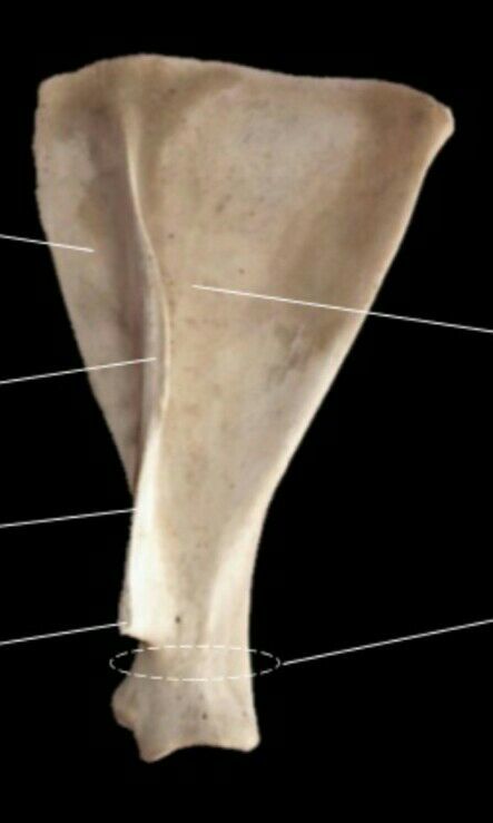 Anatomía vet