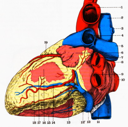 Corazón Anatomía Mind Map