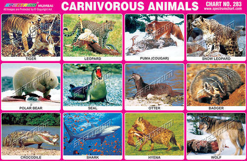 Carnivores