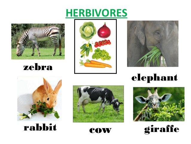 Herbivores