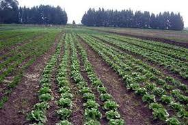 Ecologia humana